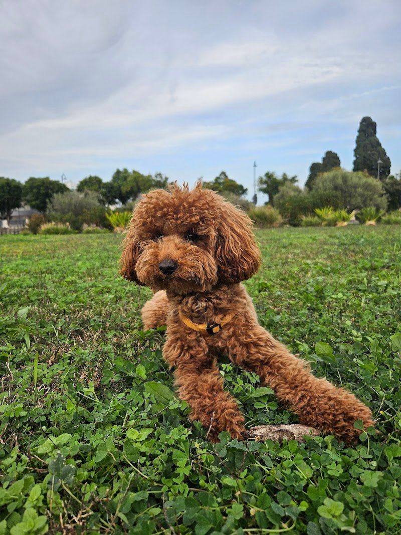 Toelettatura Pets’ Garage - Foto 6