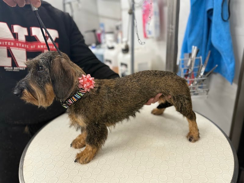 Toelettatura Pets Leonis - Foto 2