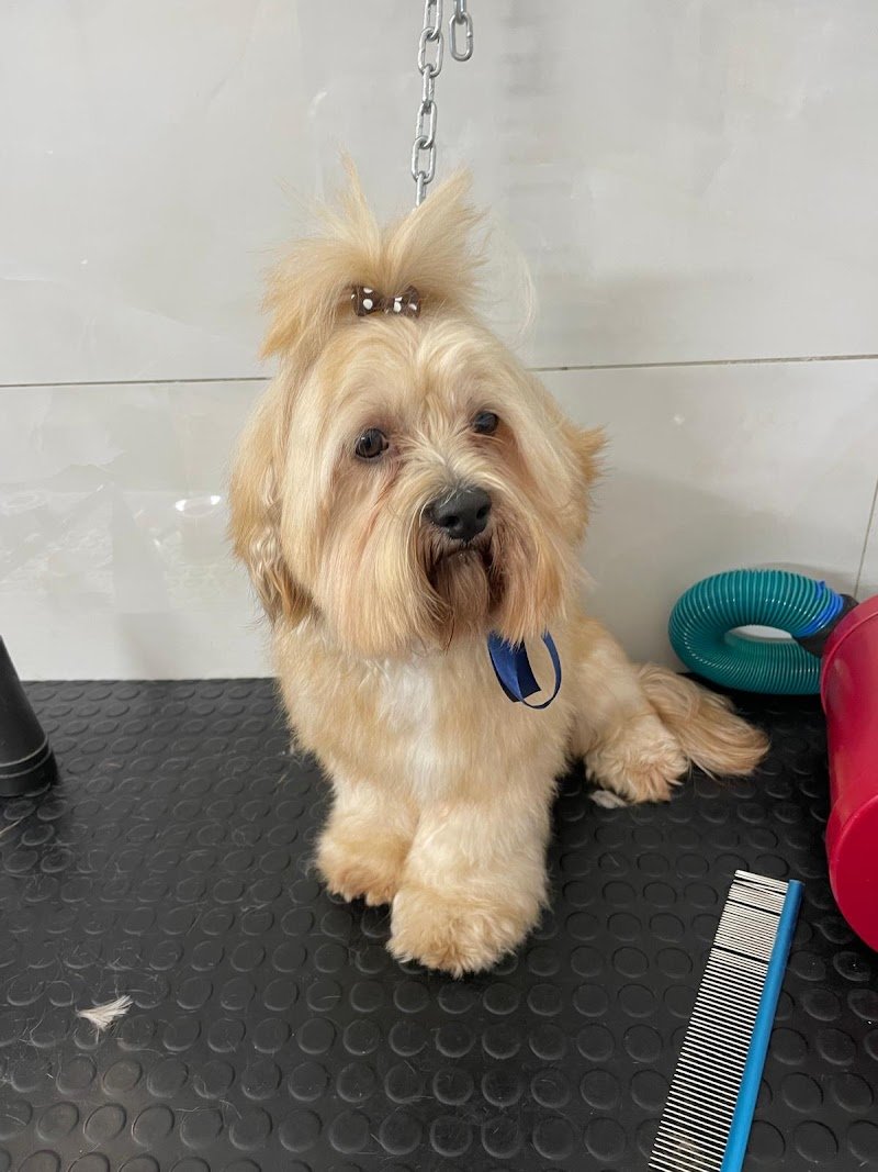 Toelettatura Pets Leonis - Foto 3