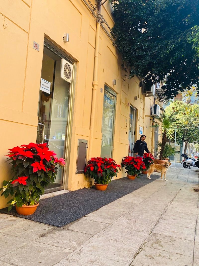 Toelettatura Pets Leonis - Foto 4