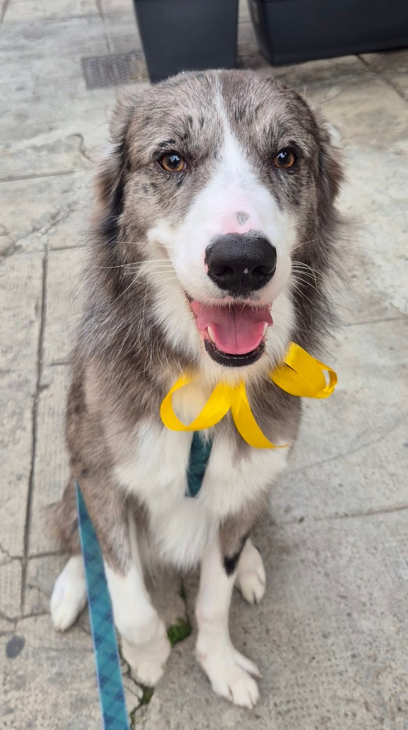 Toelettatura Pets Leonis - Foto 5