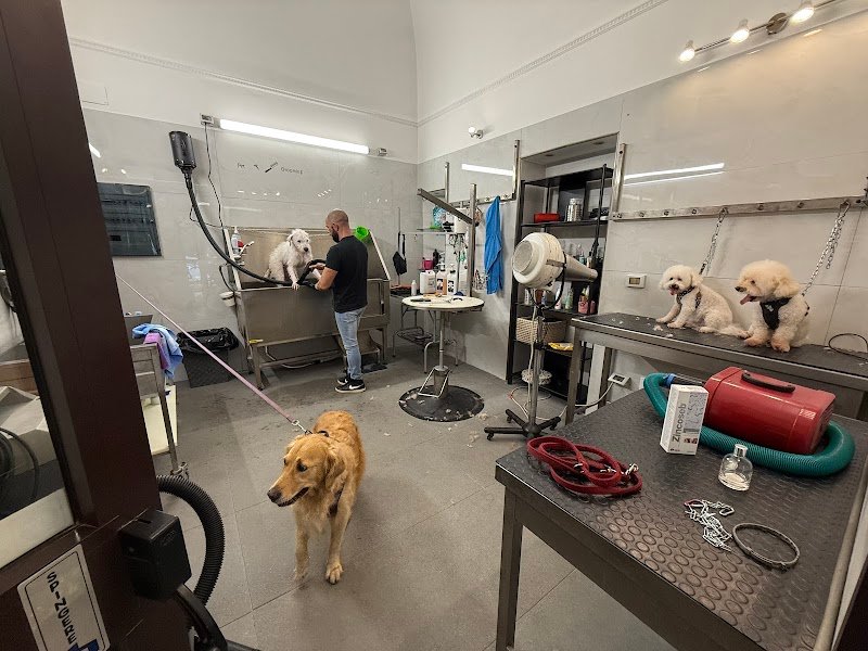 Toelettatura Pets Leonis - Foto 6