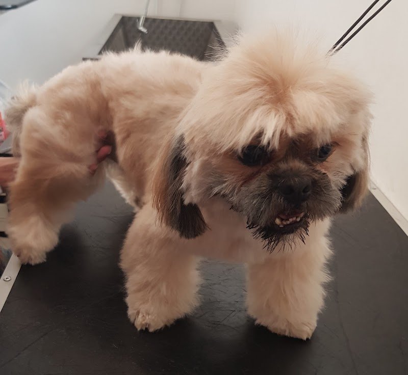 Toelettatura Phoenix A.M.S. Professional Pet Shop - Foto 1