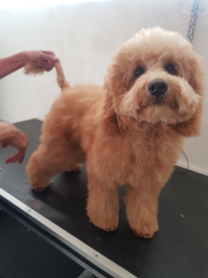 Toelettatura Phoenix A.M.S. Professional Pet Shop - Foto 2