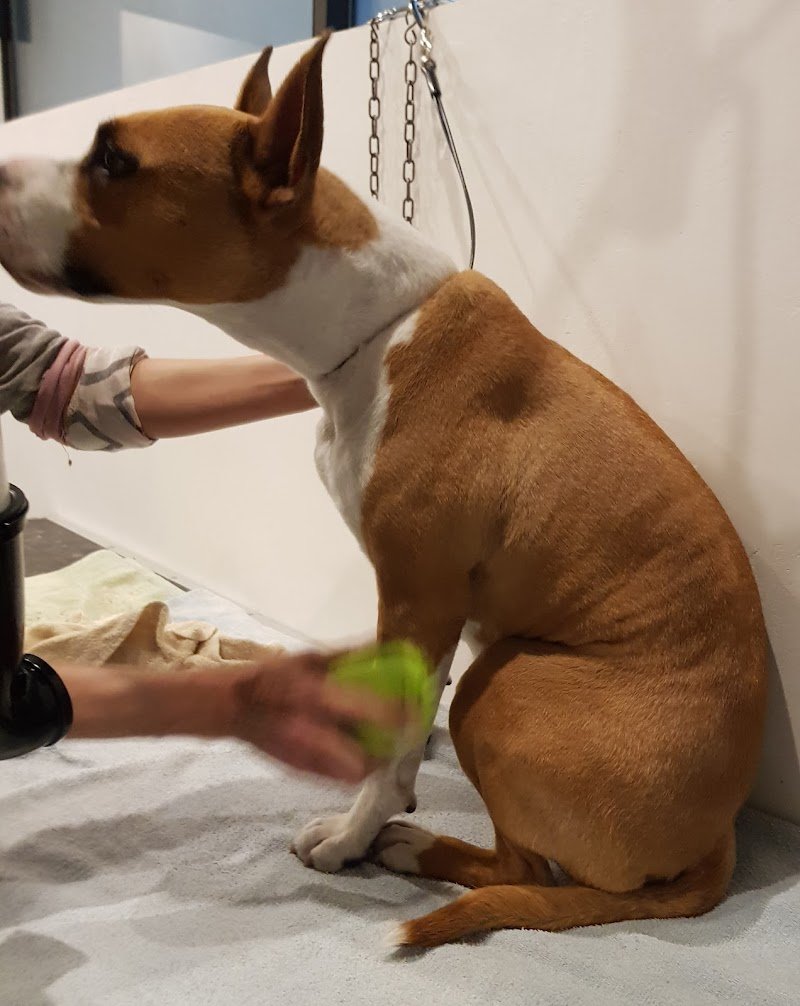 Toelettatura Phoenix A.M.S. Professional Pet Shop - Foto 3