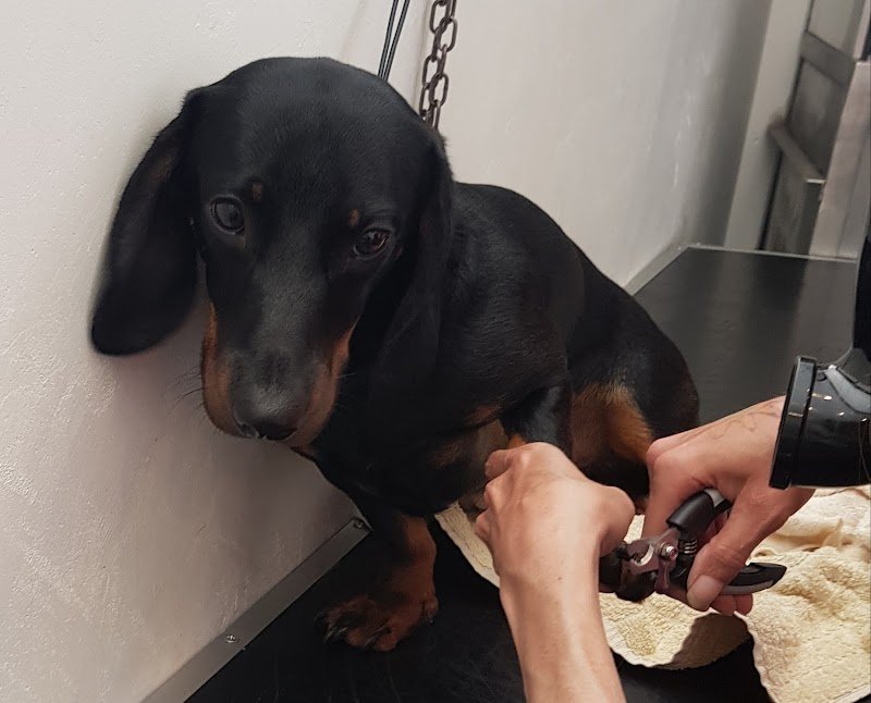 Toelettatura Phoenix A.M.S. Professional Pet Shop - Foto 4