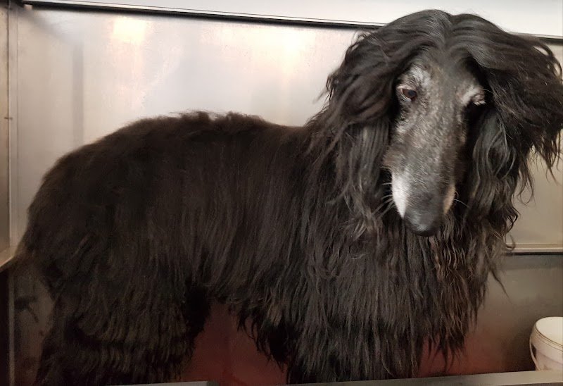 Toelettatura Phoenix A.M.S. Professional Pet Shop - Foto 5