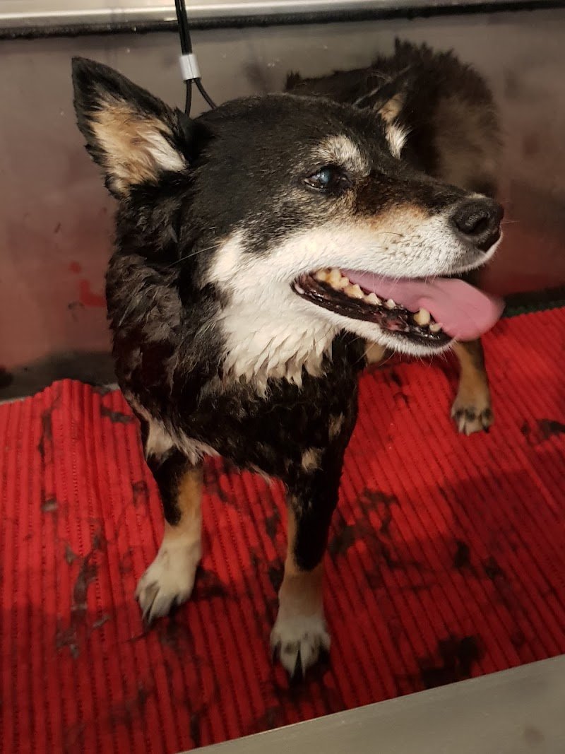 Toelettatura Phoenix A.M.S. Professional Pet Shop - Foto 6