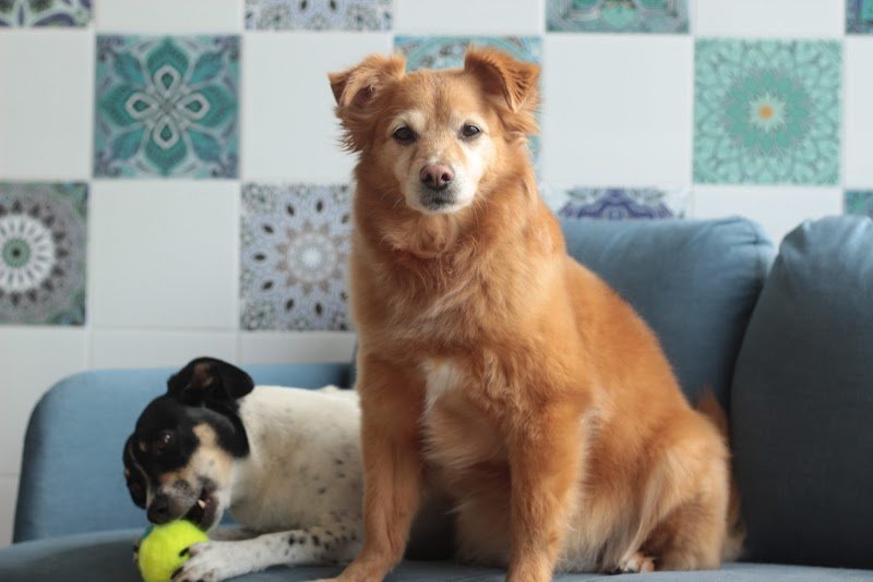 Toelettatura Piccole Canaglie - Foto 1