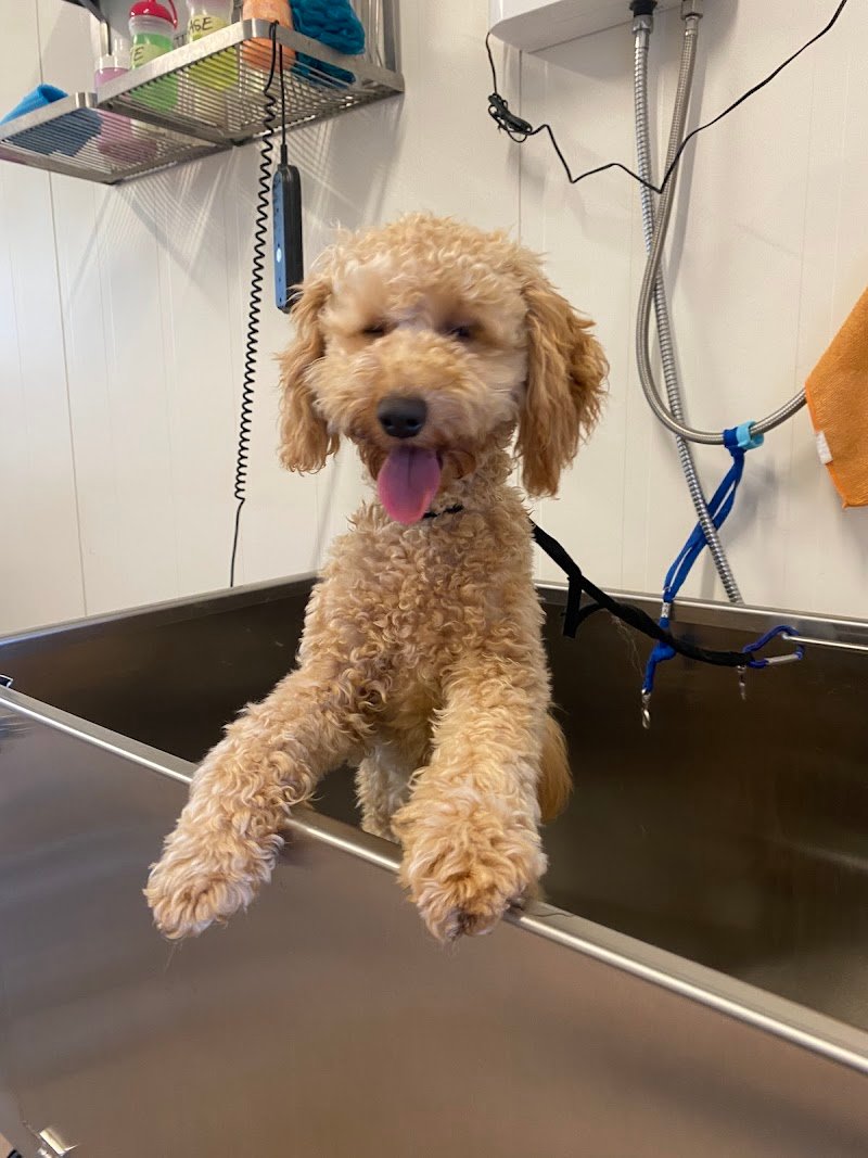 Toelettatura Piccole Canaglie - Foto 2