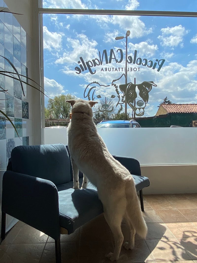 Toelettatura Piccole Canaglie - Foto 3