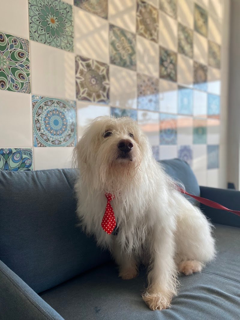 Toelettatura Piccole Canaglie - Foto 5