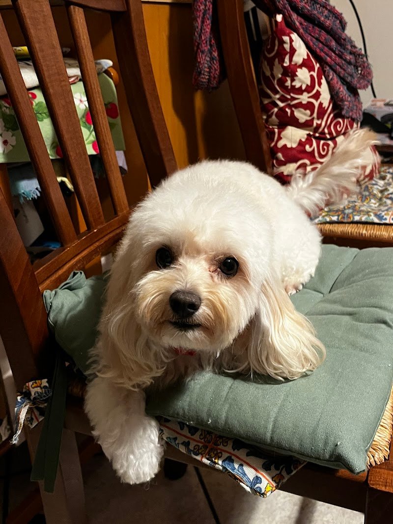 Toelettatura Piccoli Capricci - Foto 2