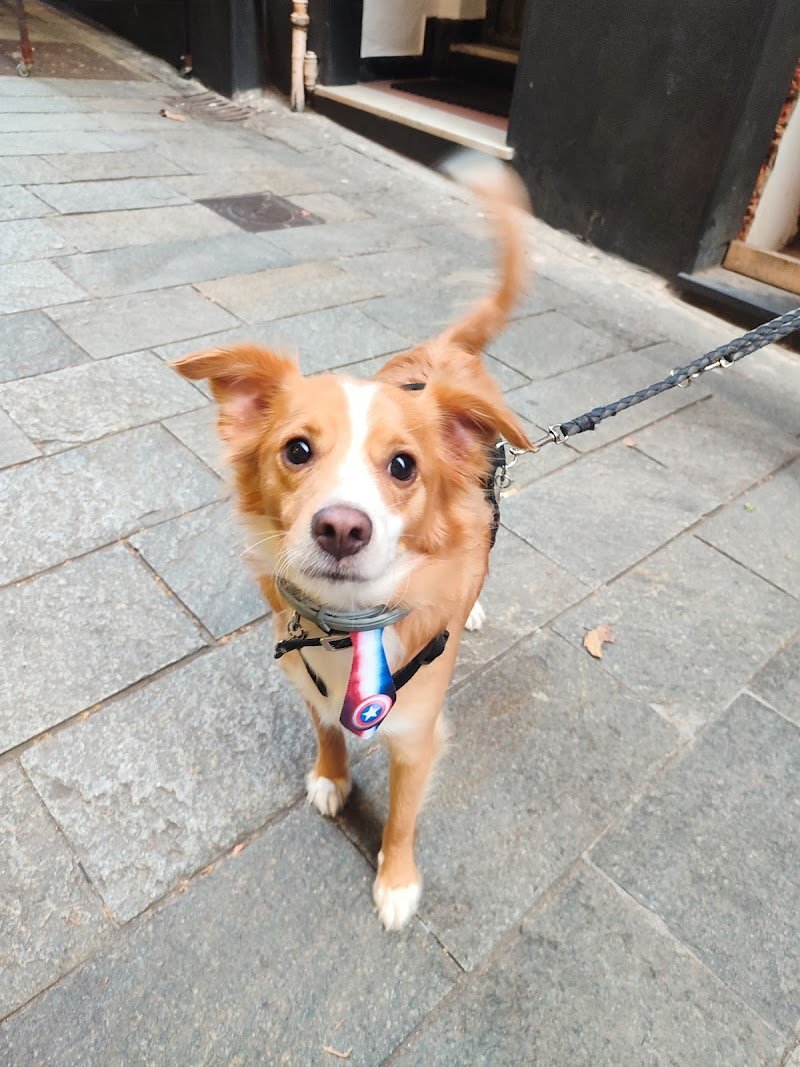 Toelettatura Piccoli Capricci - Foto 3