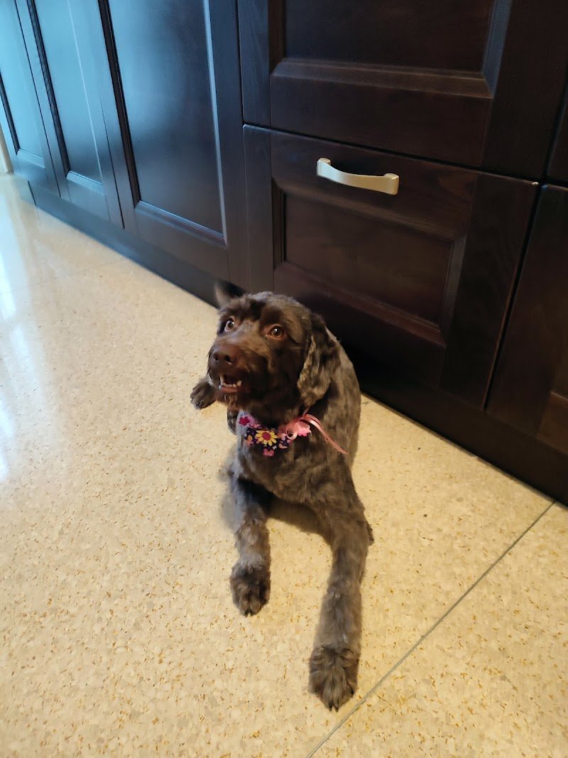 Toelettatura Piccoli Capricci - Foto 5