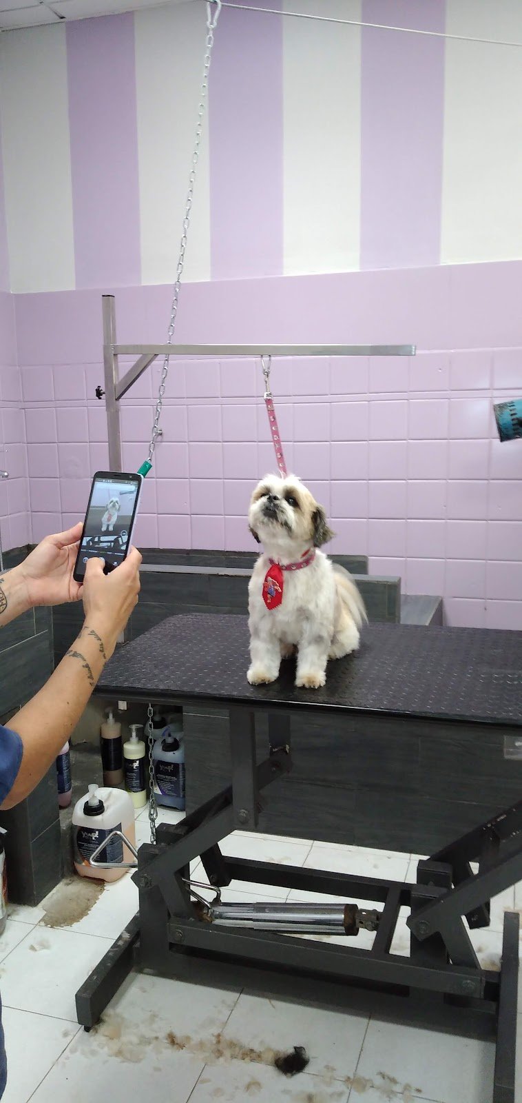 Toelettatura Piccoli Capricci - Foto 6