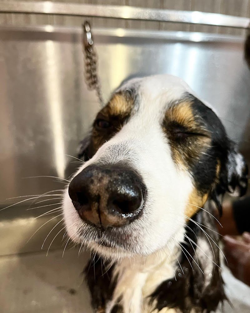 Toelettatura Prato Les Amis de Tosca - Foto 1