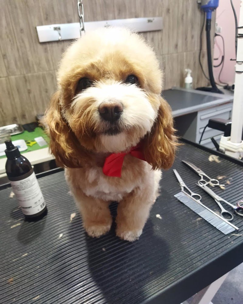 Toelettatura Prato Les Amis de Tosca - Foto 3