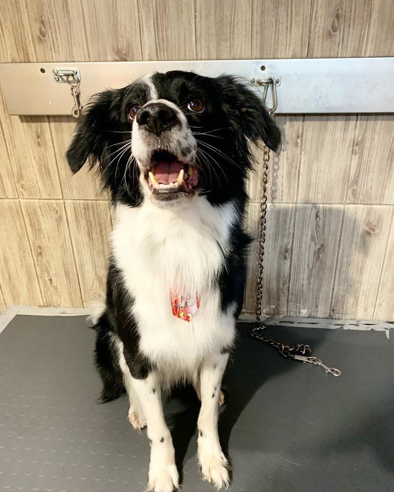 Toelettatura Prato Les Amis de Tosca - Foto 4