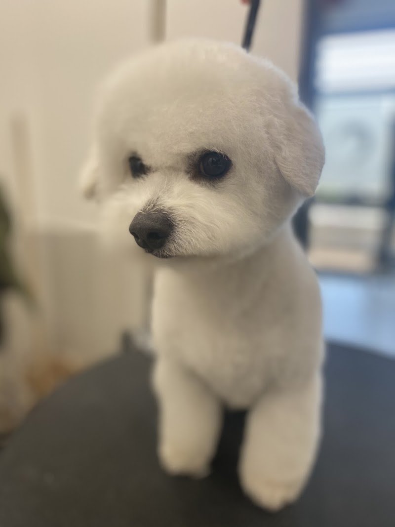 Toelettatura Professionale A Coda Alta Di Federica - Foto 3