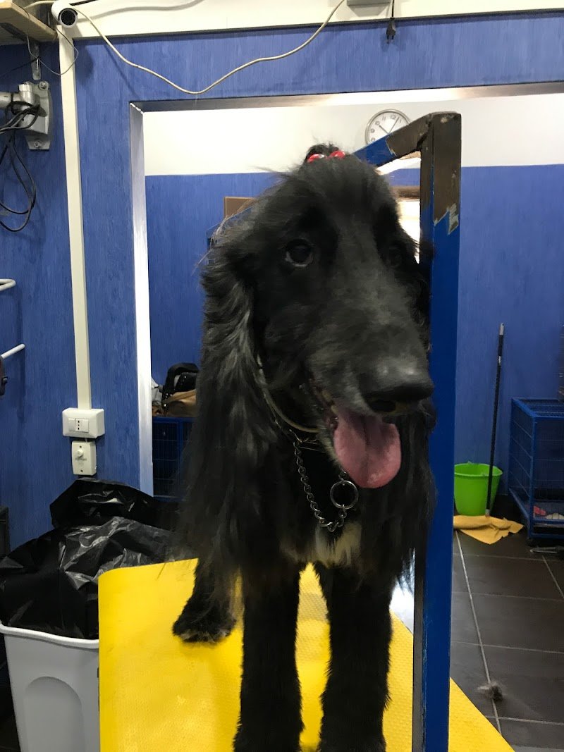 Toelettatura Professionale A Coda Alta Di Federica - Foto 4