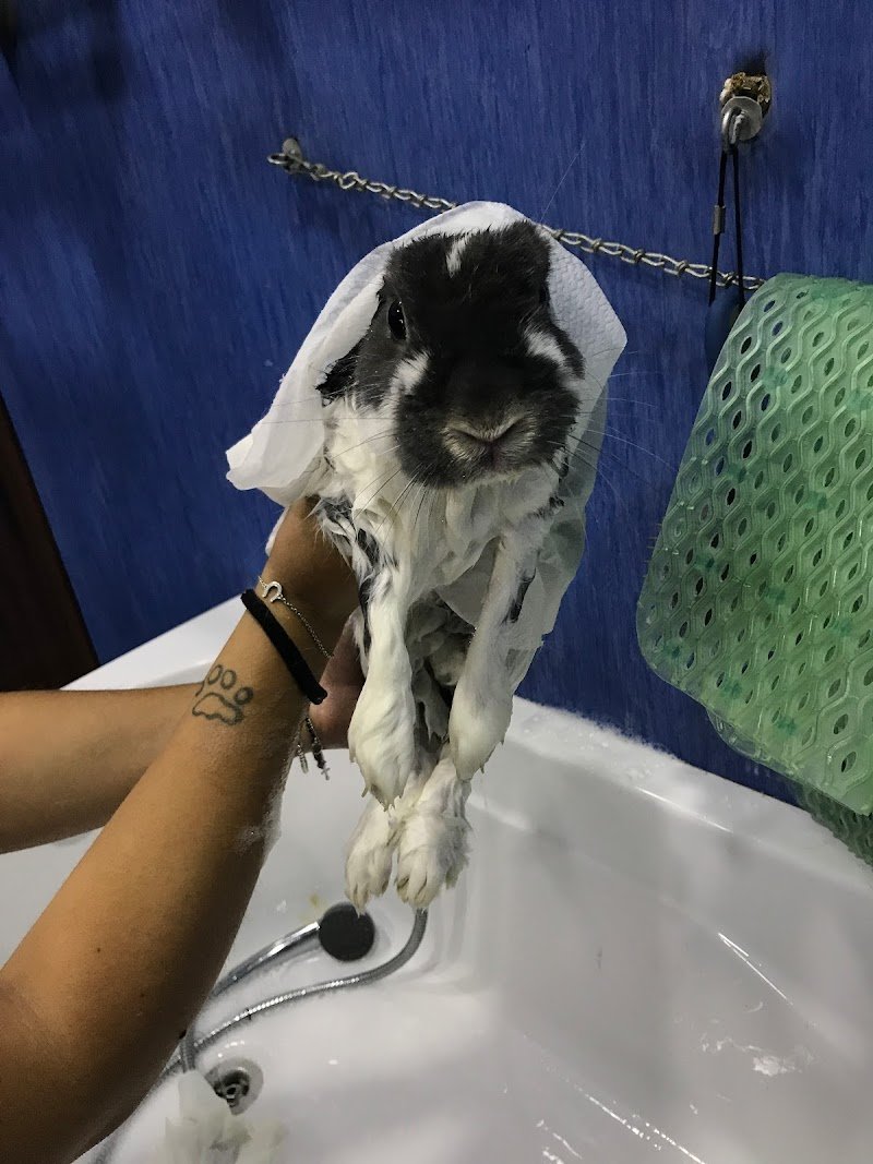 Toelettatura Professionale A Coda Alta Di Federica - Foto 5