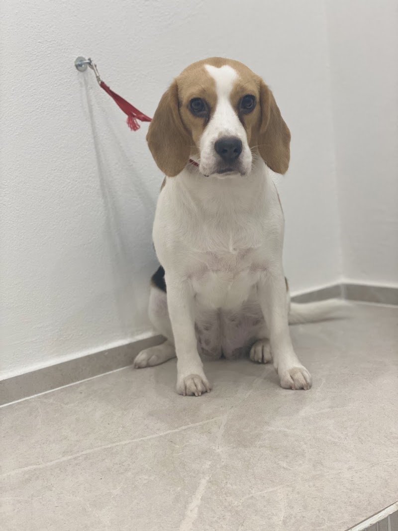 Toelettatura Professionale A Coda Alta Di Federica - Foto 6