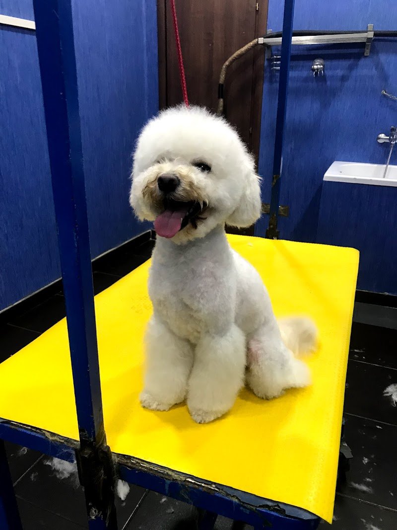 Toelettatura Professionale A Coda Alta Di Federica - Foto 1