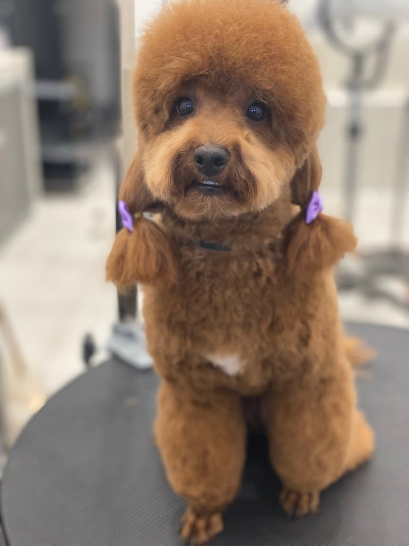 Toelettatura Professionale A Coda Alta Di Federica - Foto 2