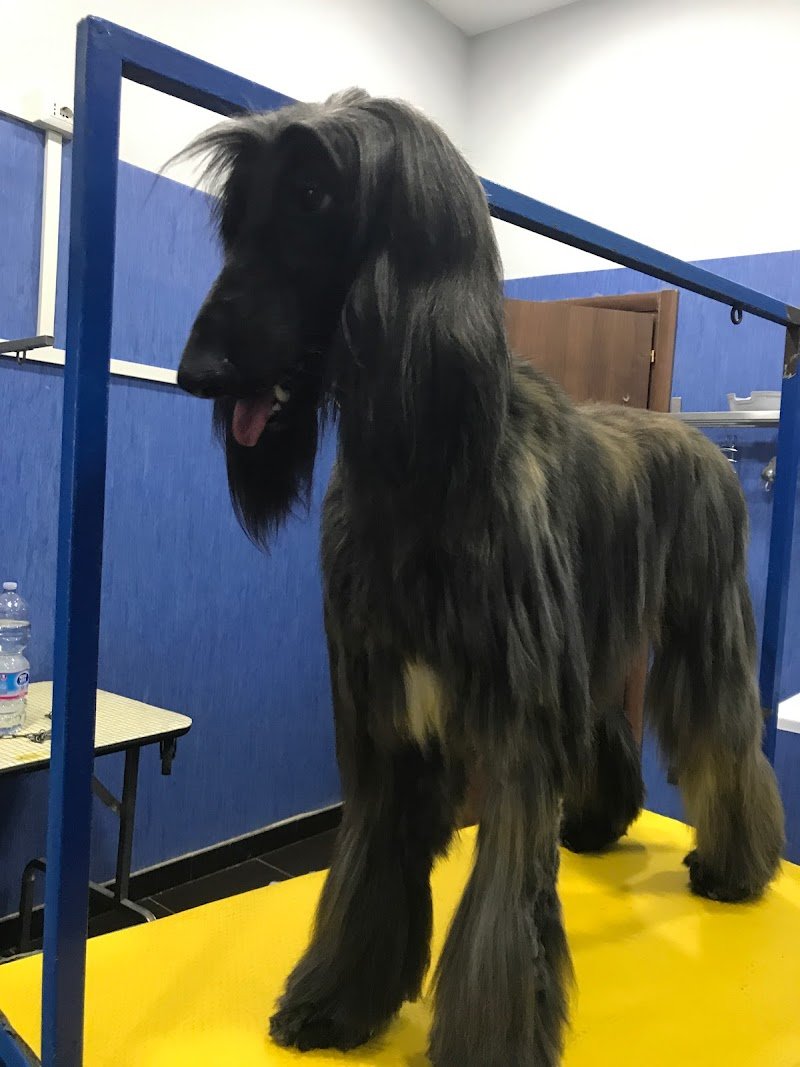 Toelettatura Professionale A Coda Alta Di Federica - Foto 4