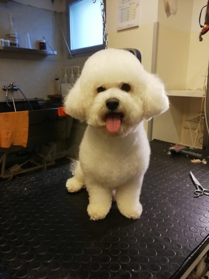 Toelettatura Professionale Pet's Beauty Farm - Foto 1