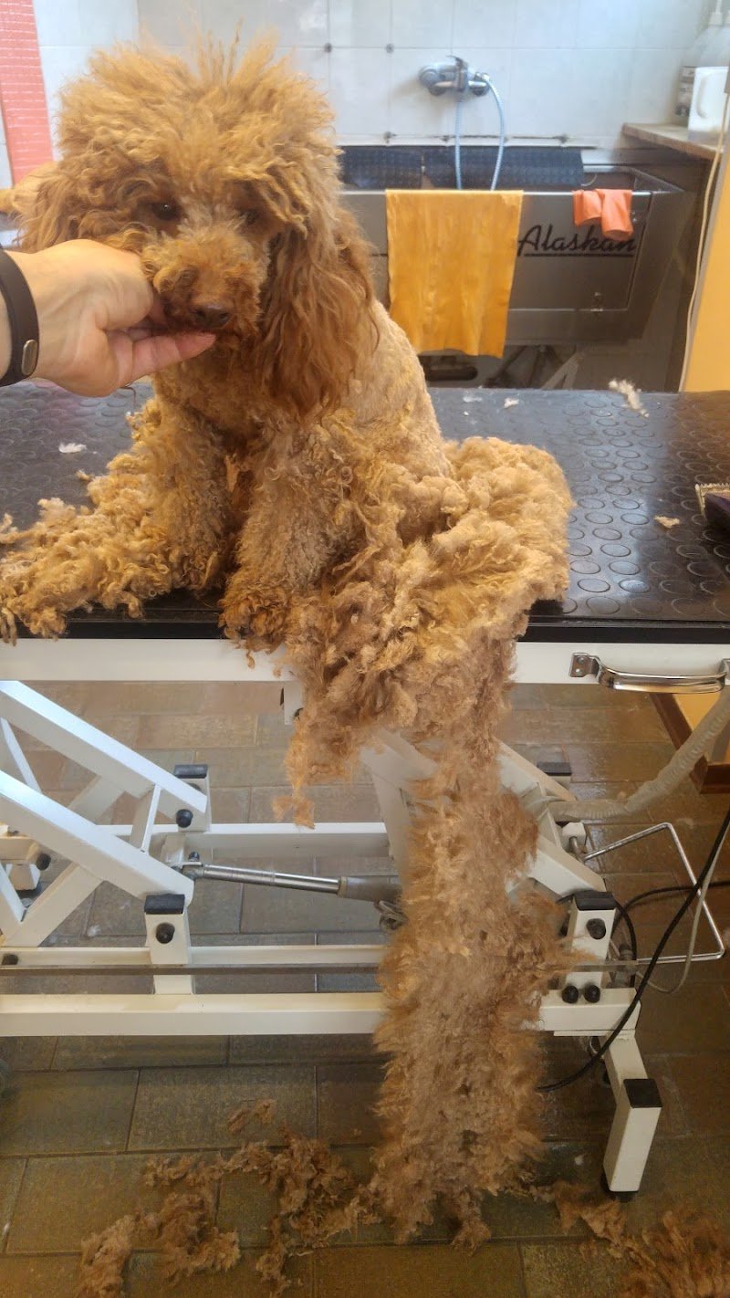 Toelettatura Professionale Pet's Beauty Farm - Foto 2