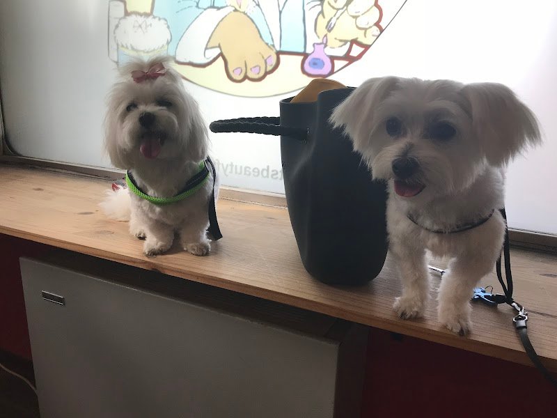 Toelettatura Professionale Pet's Beauty Farm - Foto 4