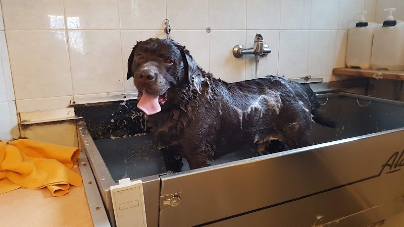 Toelettatura Professionale Pet's Beauty Farm - Foto 5