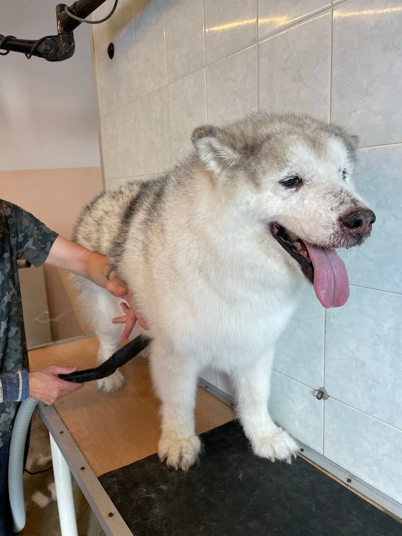 Toelettatura Professionale Pet's Beauty Farm - Foto 6