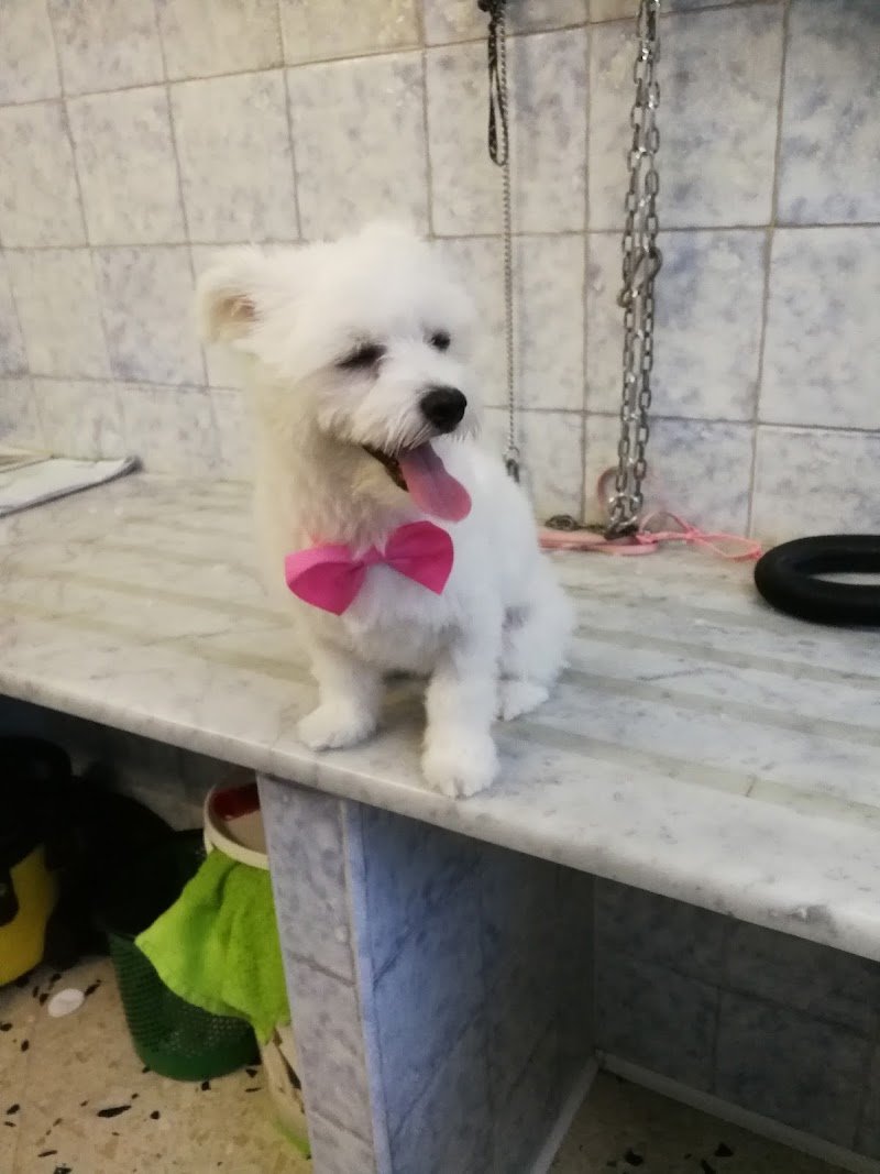 Toelettatura Puliti & Morbidosi - Foto 1