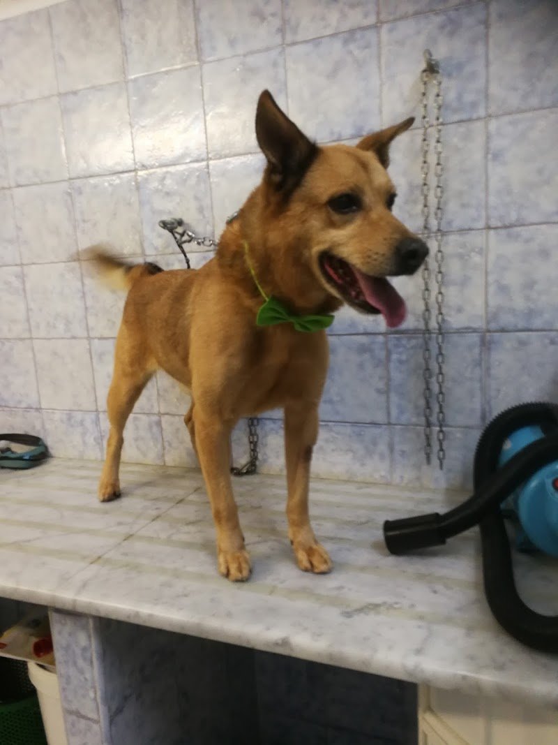 Toelettatura Puliti & Morbidosi - Foto 2