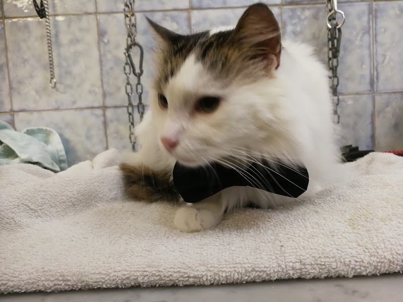 Toelettatura Puliti & Morbidosi - Foto 3