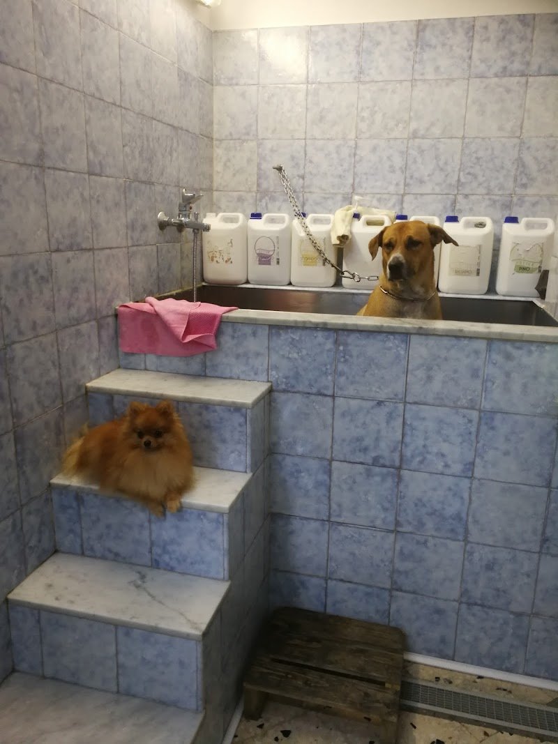 Toelettatura Puliti & Morbidosi - Foto 4