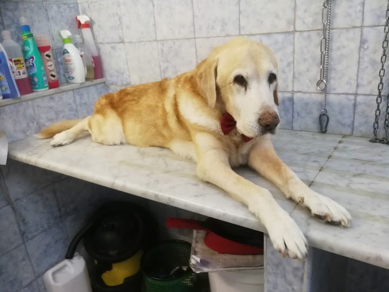 Toelettatura Puliti & Morbidosi - Foto 5