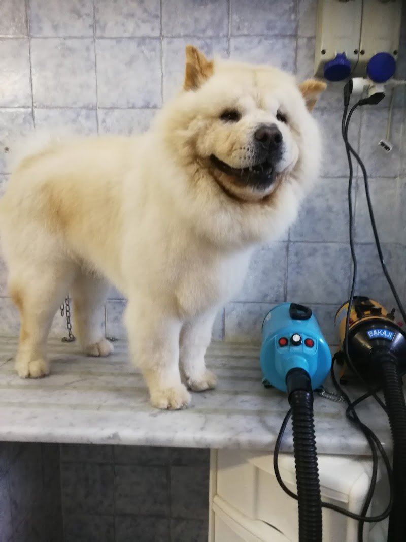 Toelettatura Puliti & Morbidosi - Foto 6