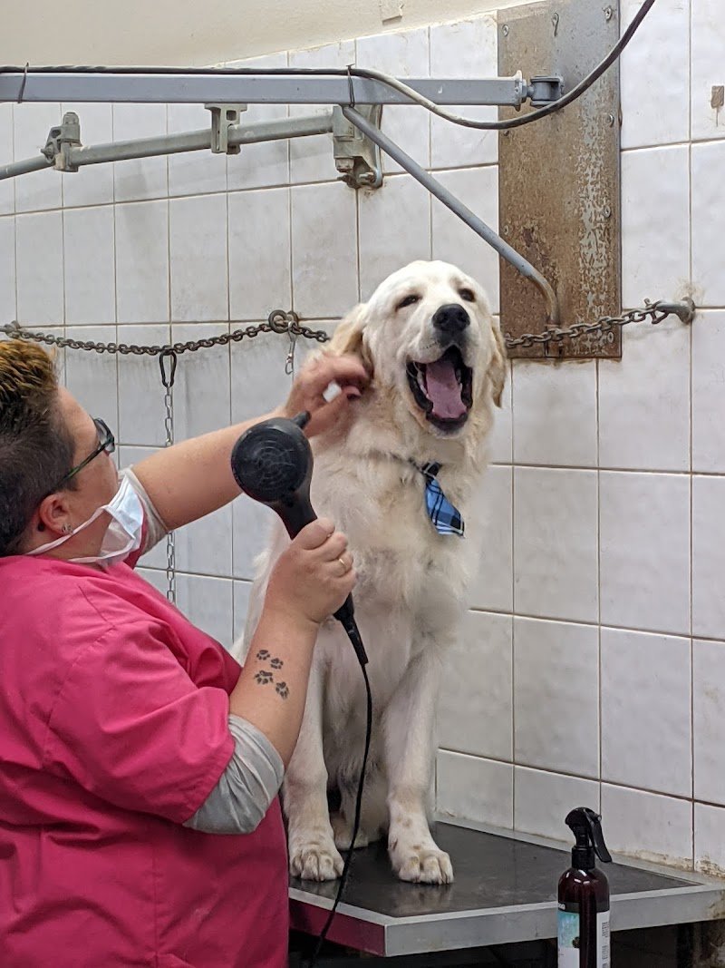 Toelettatura Qua La Zampa - Camucia - Foto 1