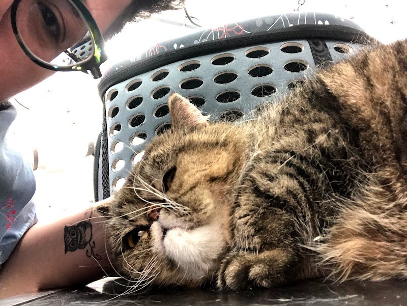 Toelettatura Qua La Zampa - Camucia - Foto 2