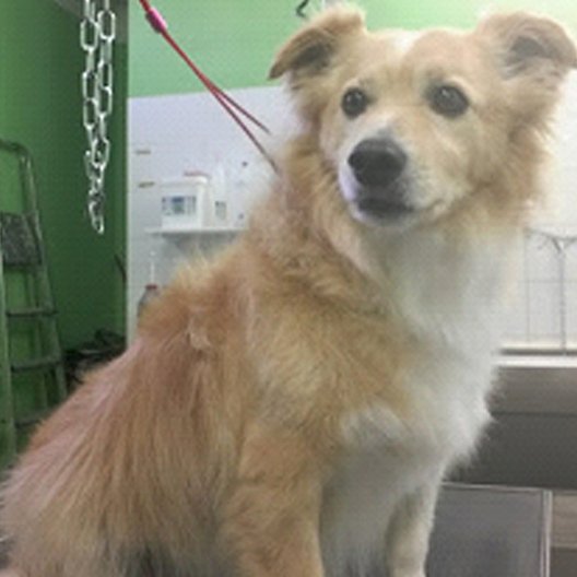 Toelettatura Qua La Zampa - Camucia - Foto 3