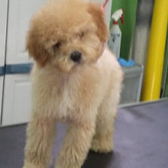 Toelettatura Qua La Zampa - Camucia - Foto 4