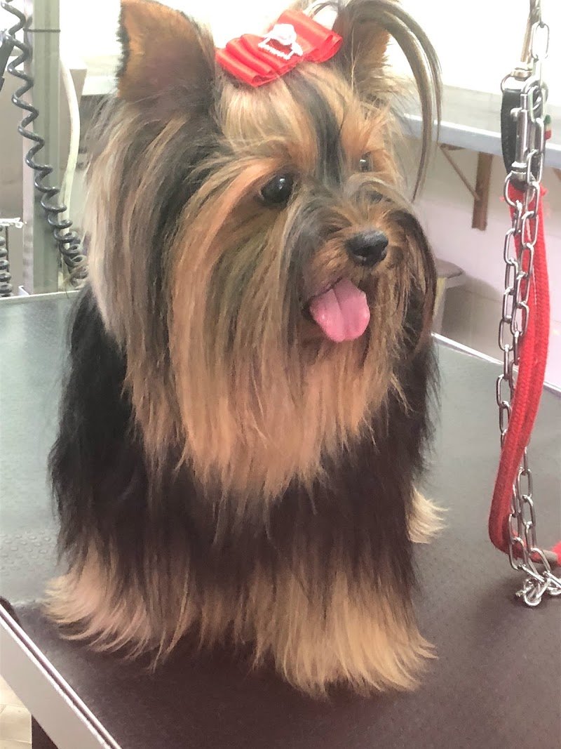 Toelettatura Qua La Zampa - Camucia - Foto 5