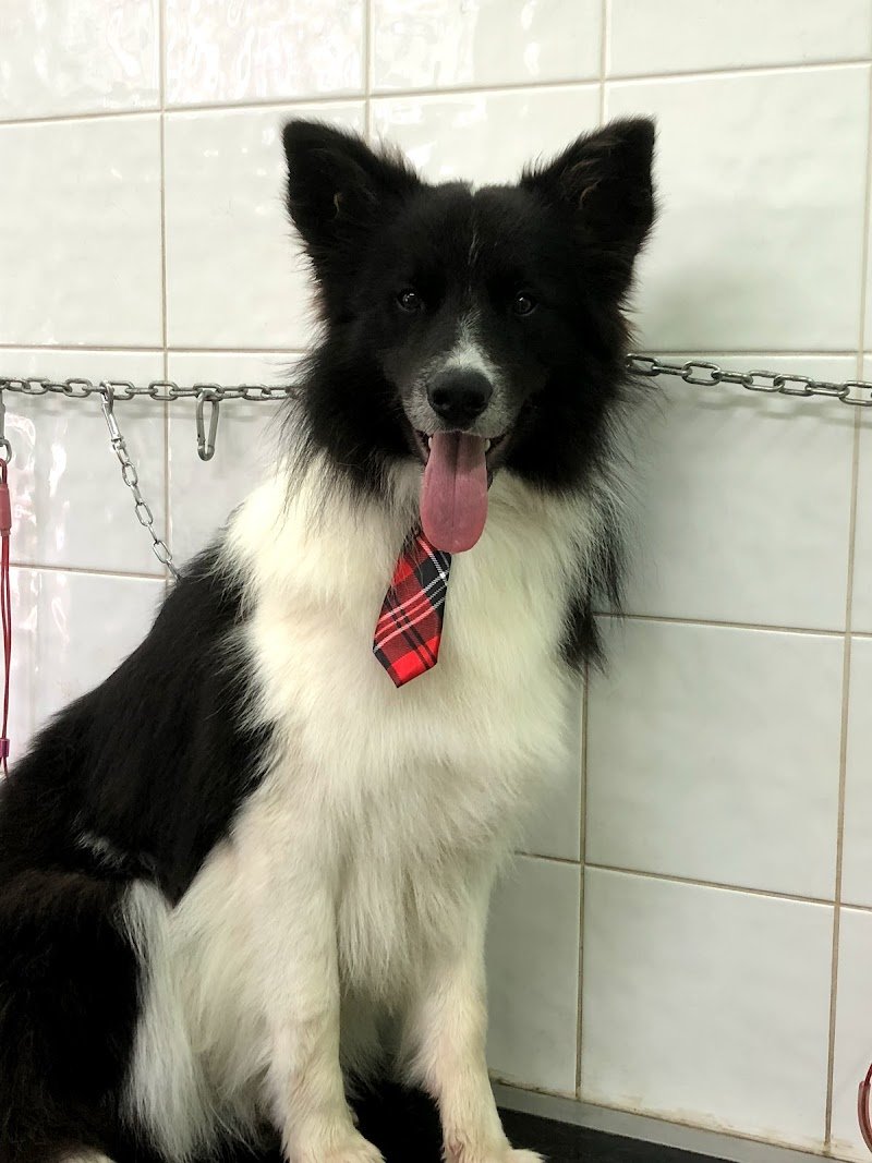 Toelettatura Qua La Zampa - Camucia - Foto 6