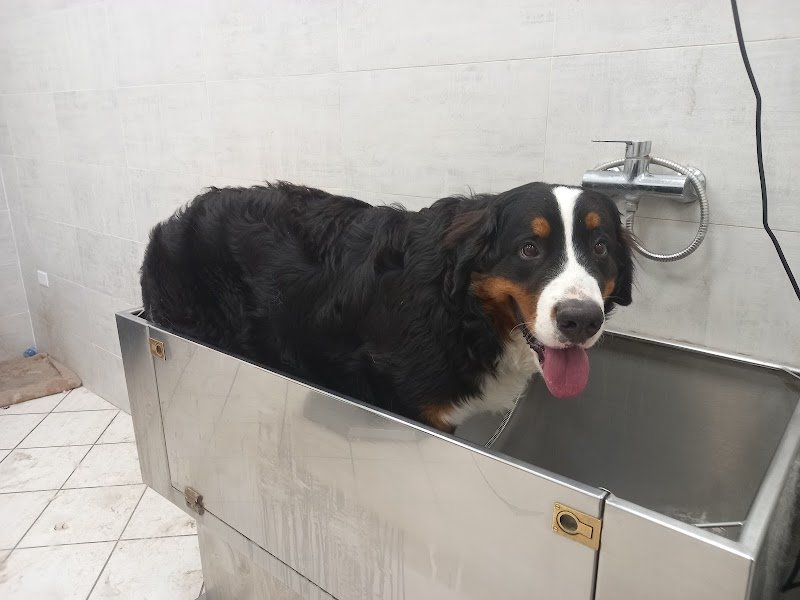 Toelettatura Qua La Zampa Di Valerio Morgante - Foto 1