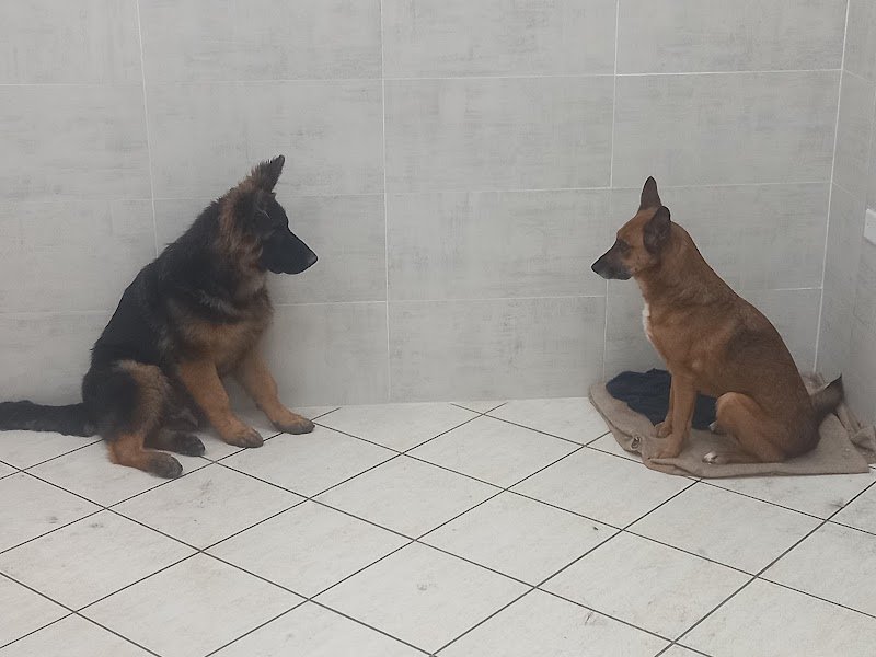 Toelettatura Qua La Zampa Di Valerio Morgante - Foto 2