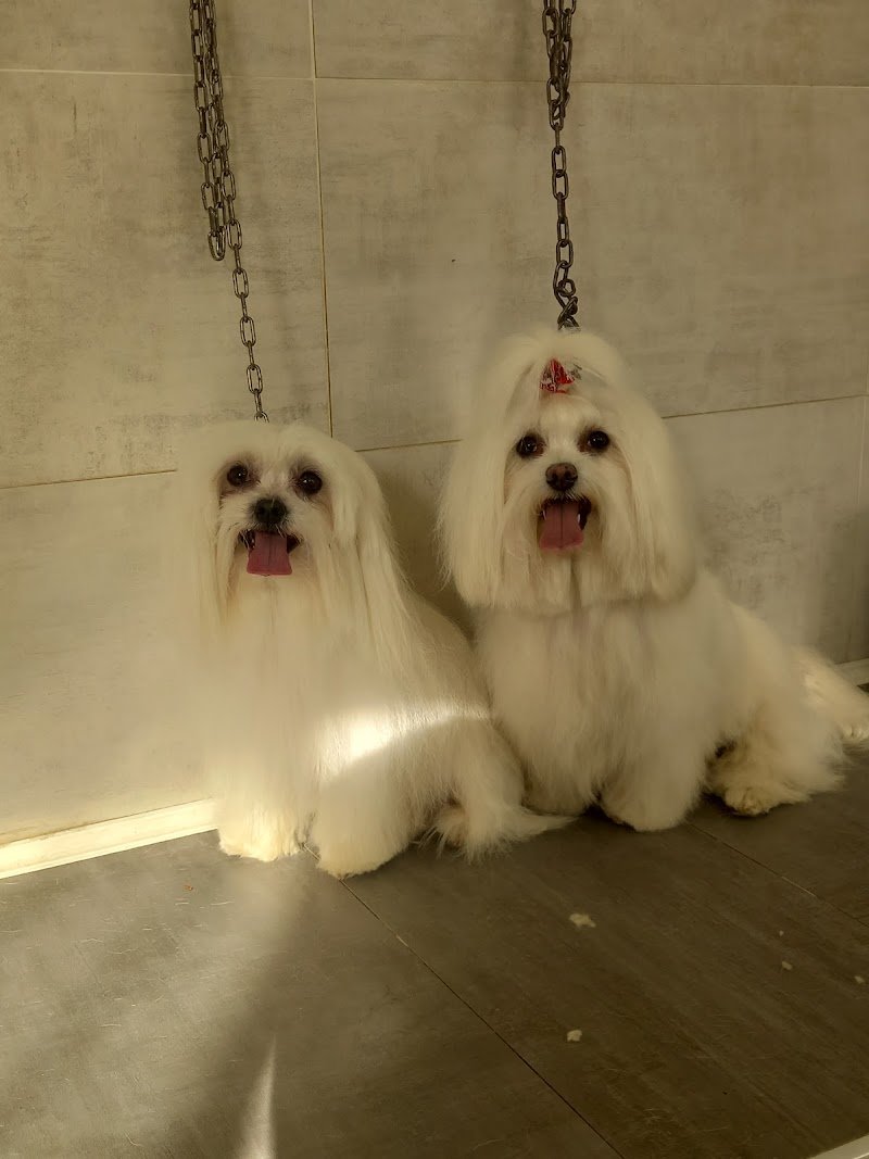 Toelettatura Qua La Zampa Di Valerio Morgante - Foto 3